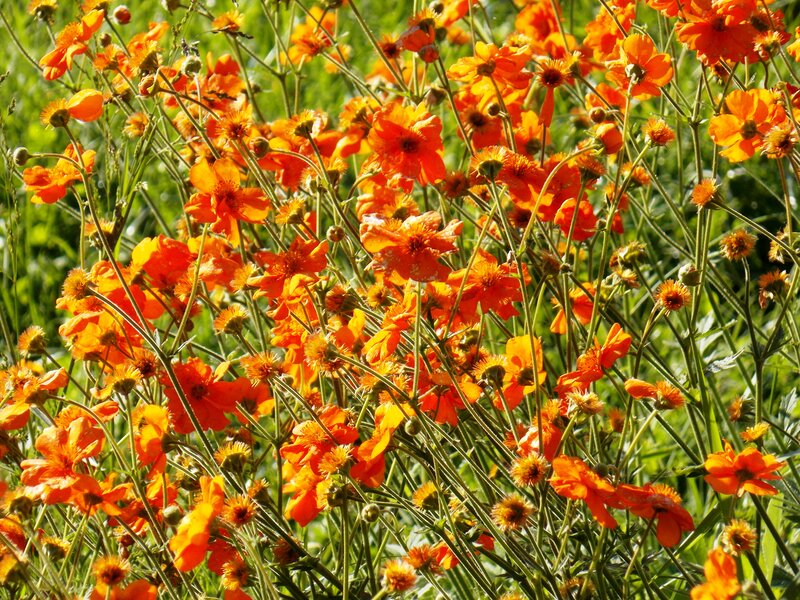 Orange Wildflowers in Field — Vibrant