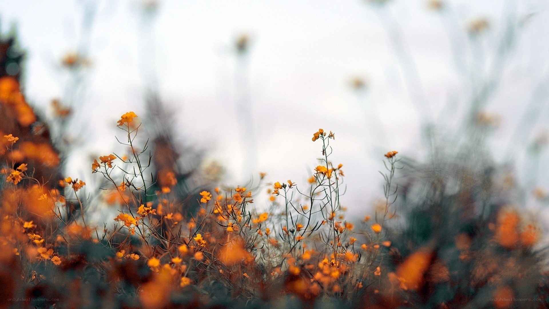 Orange wildflowers in soft focus