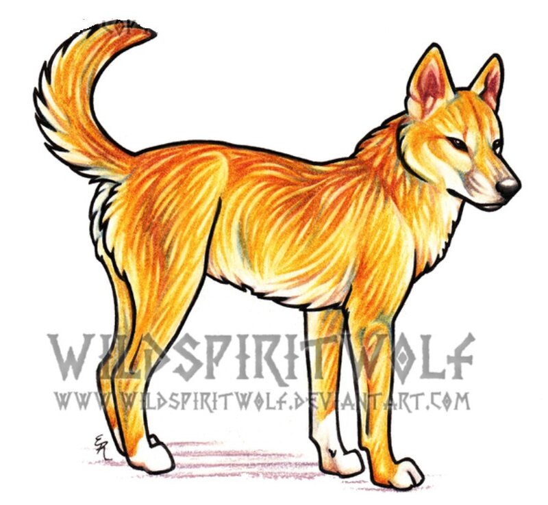 Orange Wolf-like Dog