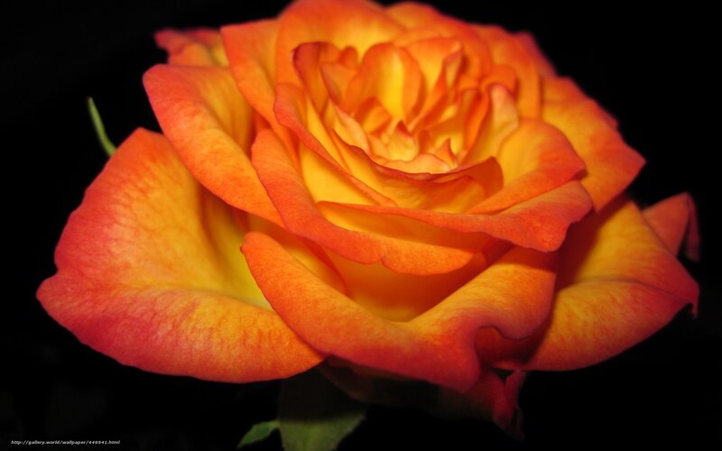 Orange-yellow rose bloom