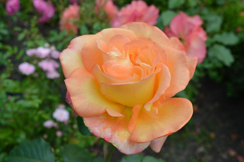 Orange-yellow Rose Flower — Orange, Calm