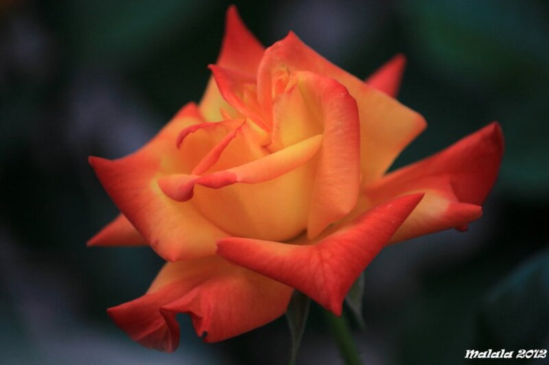 Orange-yellow Rose Flower — Orange