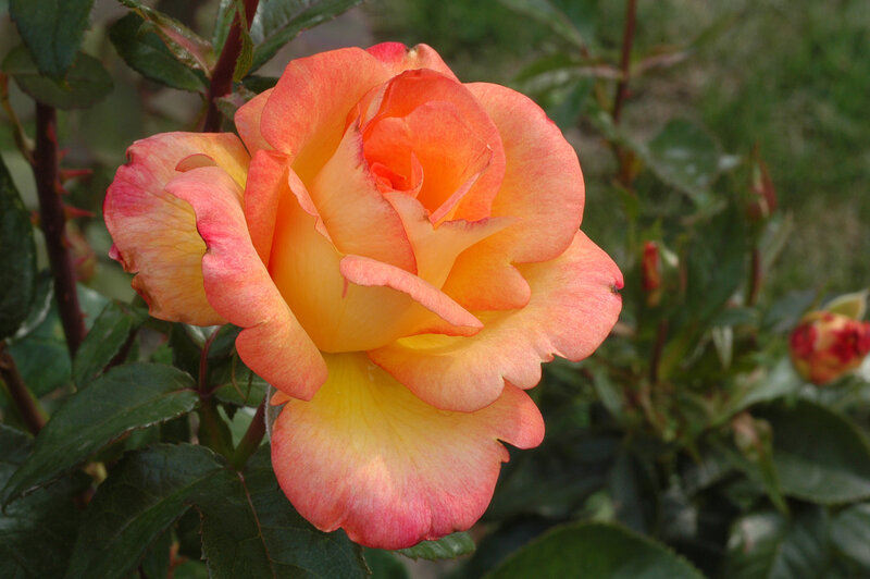 Orange-yellow Rose Flower