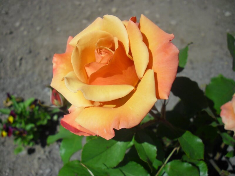 Orange-yellow Rose Flower — Yellow, Calm