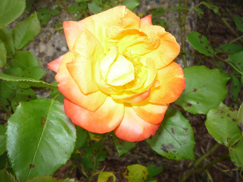 Orange-yellow Rose Flower — Yellow