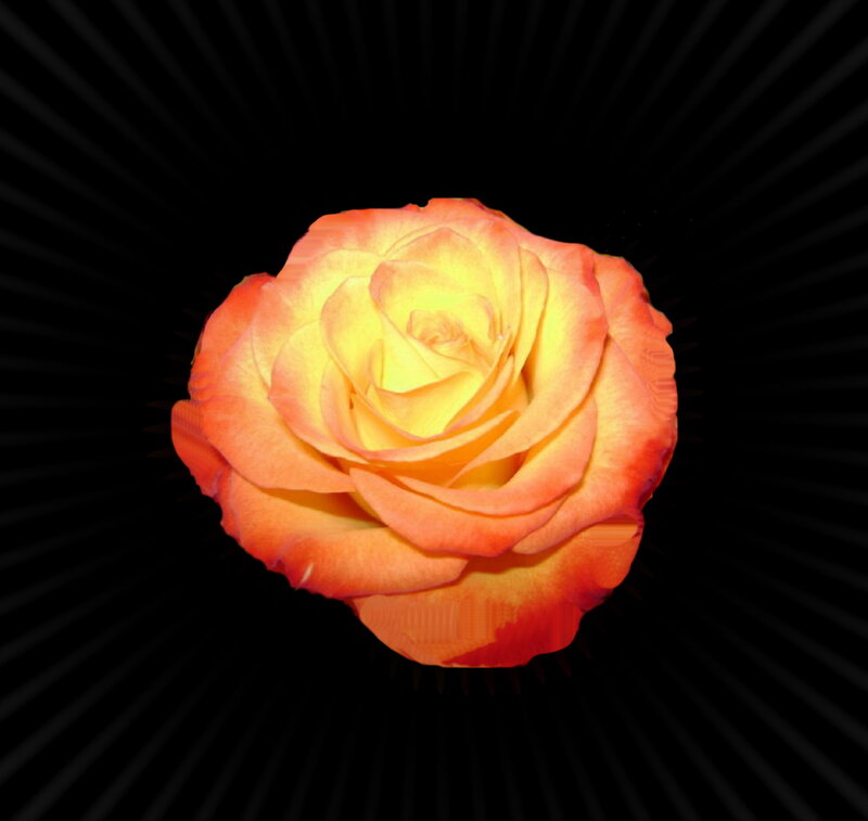 Orange-yellow Rose