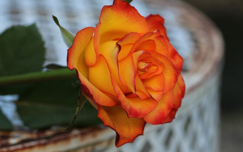 Orange-yellow Rose — Yellow