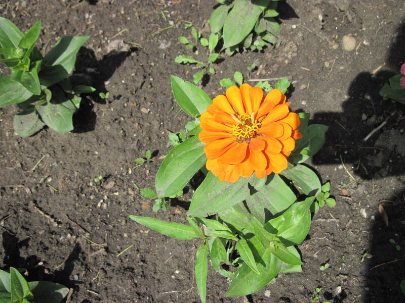Orange Zinnia Flower — Calm, Afternoon
