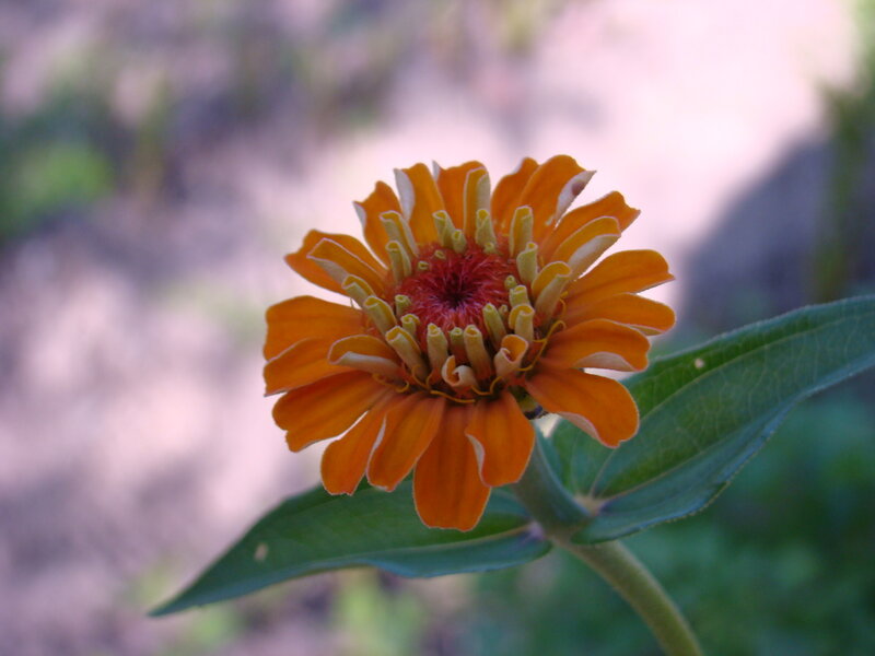 Orange Zinnia Flower — Calm