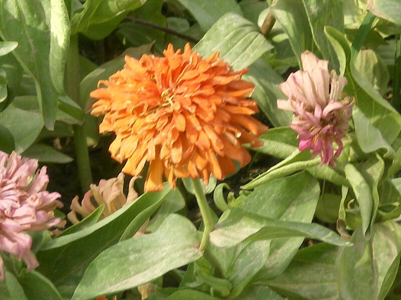 Orange zinnia flower in garden