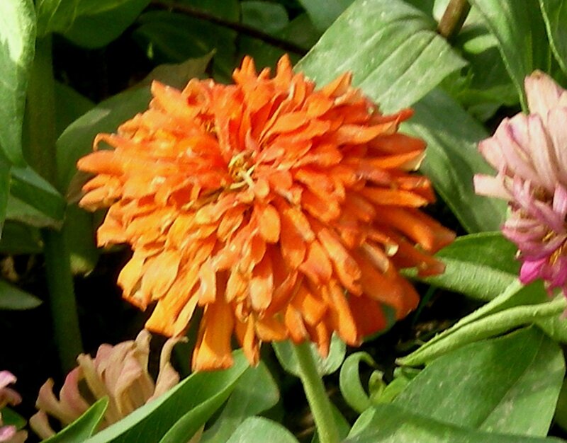 Orange zinnia flower in garden