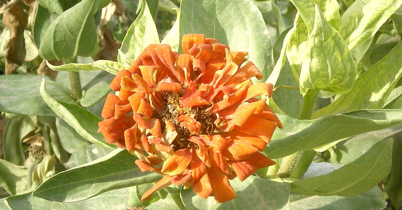 orange zinnia flower in garden