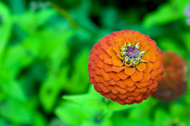 Orange Zinnia Flower — Natural, Afternoon