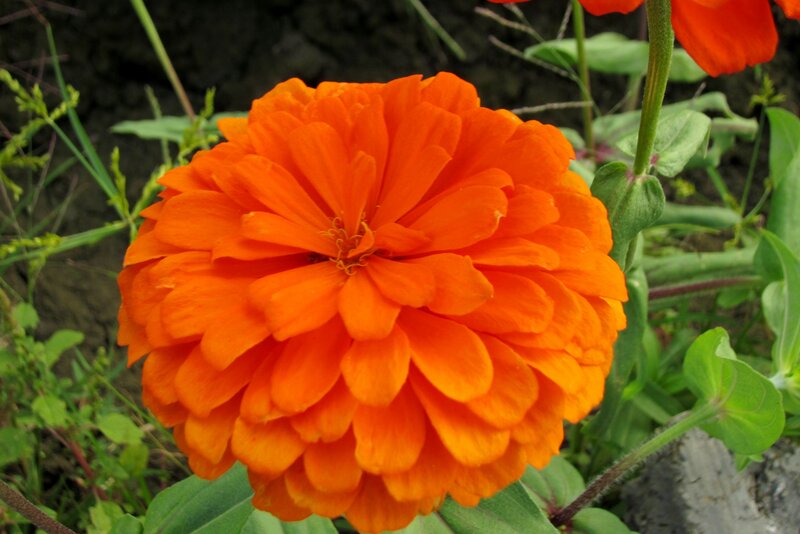 Orange Zinnia Flower — Natural