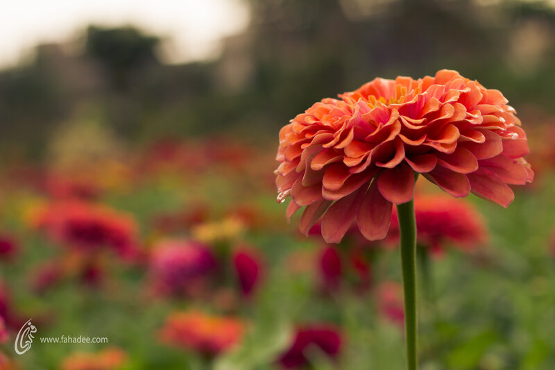 Orange Zinnia Flower — Serene