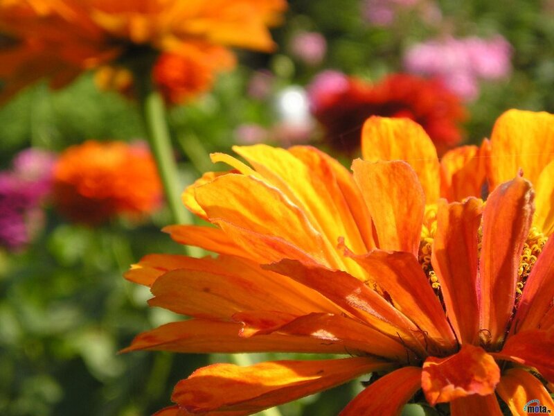 Orange Zinnia Flower
