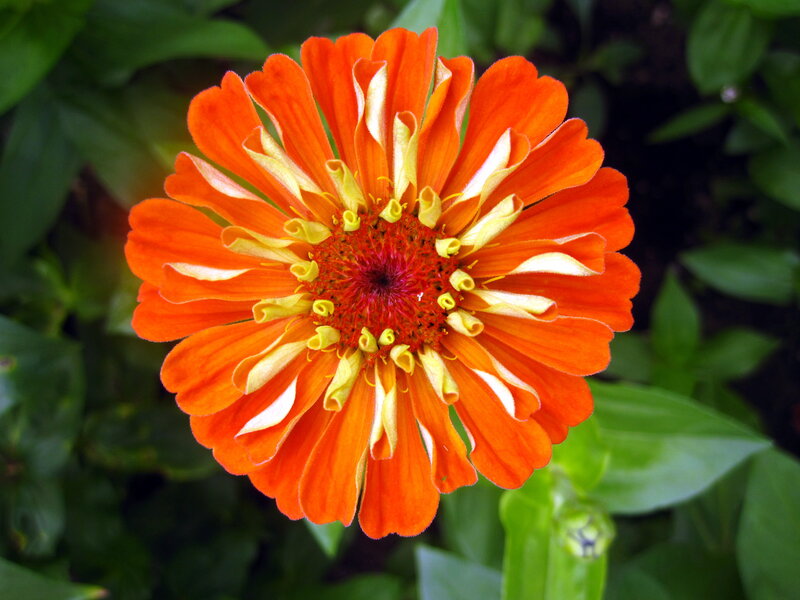 Orange Zinnia Flower — Vibrant, Afternoon, Photograph