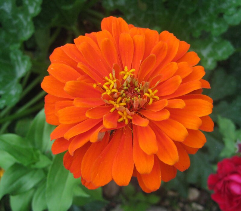 Orange Zinnia Flower — Vibrant, Afternoon