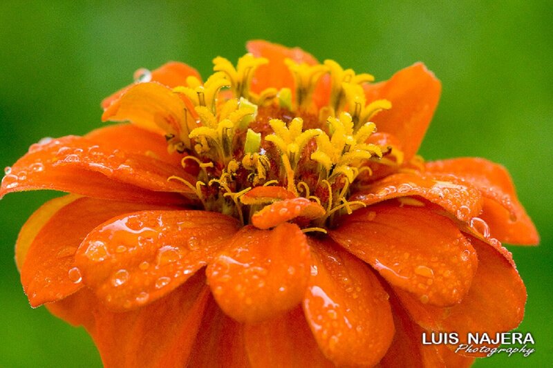 Orange Zinnia Flower — Vibrant