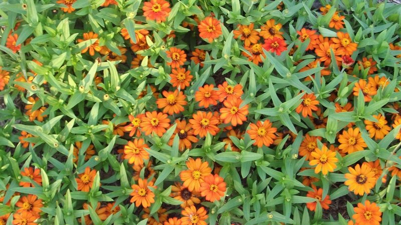 orange zinnia flowers in garden