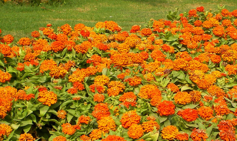Orange zinnia flowers in garden