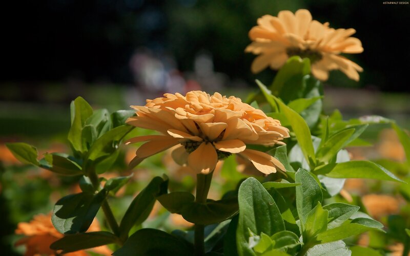 Orange zinnia flowers in garden