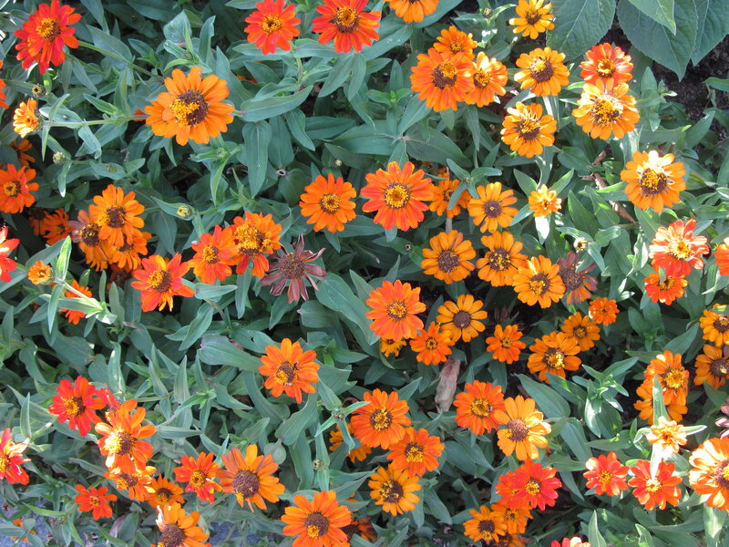 Orange Zinnia Flowers — Vibrant