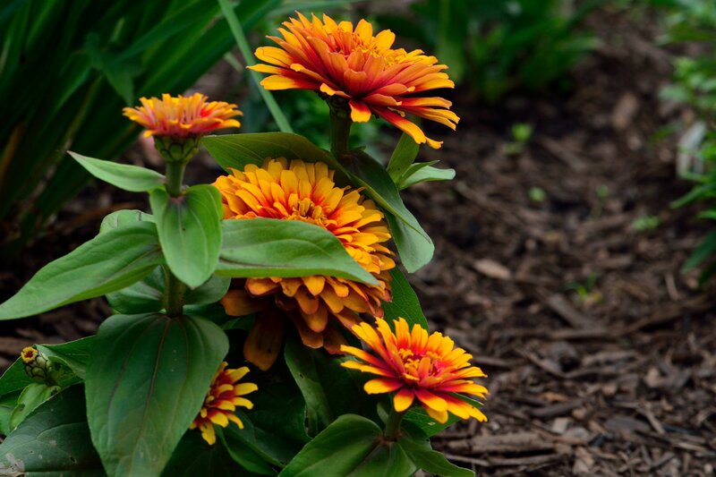 Orange Zinnia Flowers — Yellow
