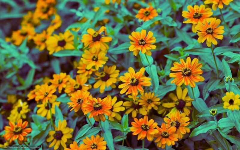 Orange Zinnia Flowers — Yellow, Vibrant