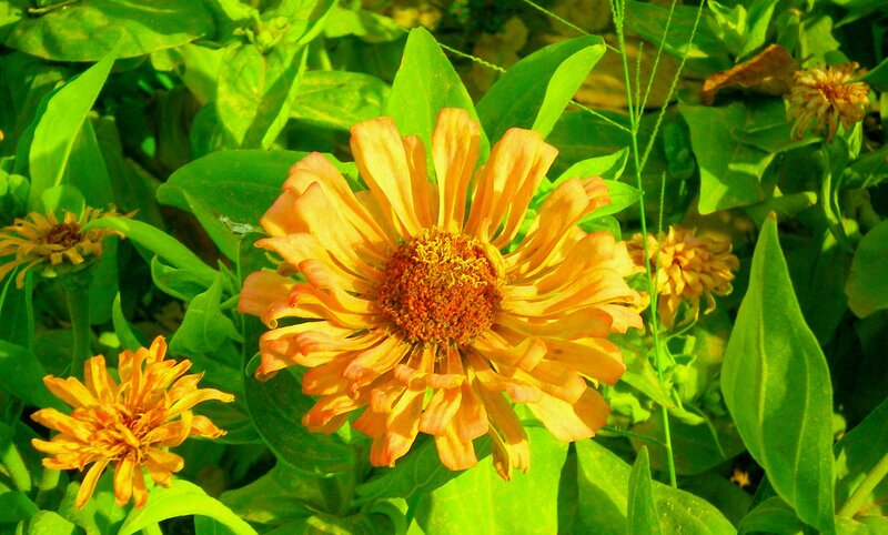 Orange zinnia in green foliage