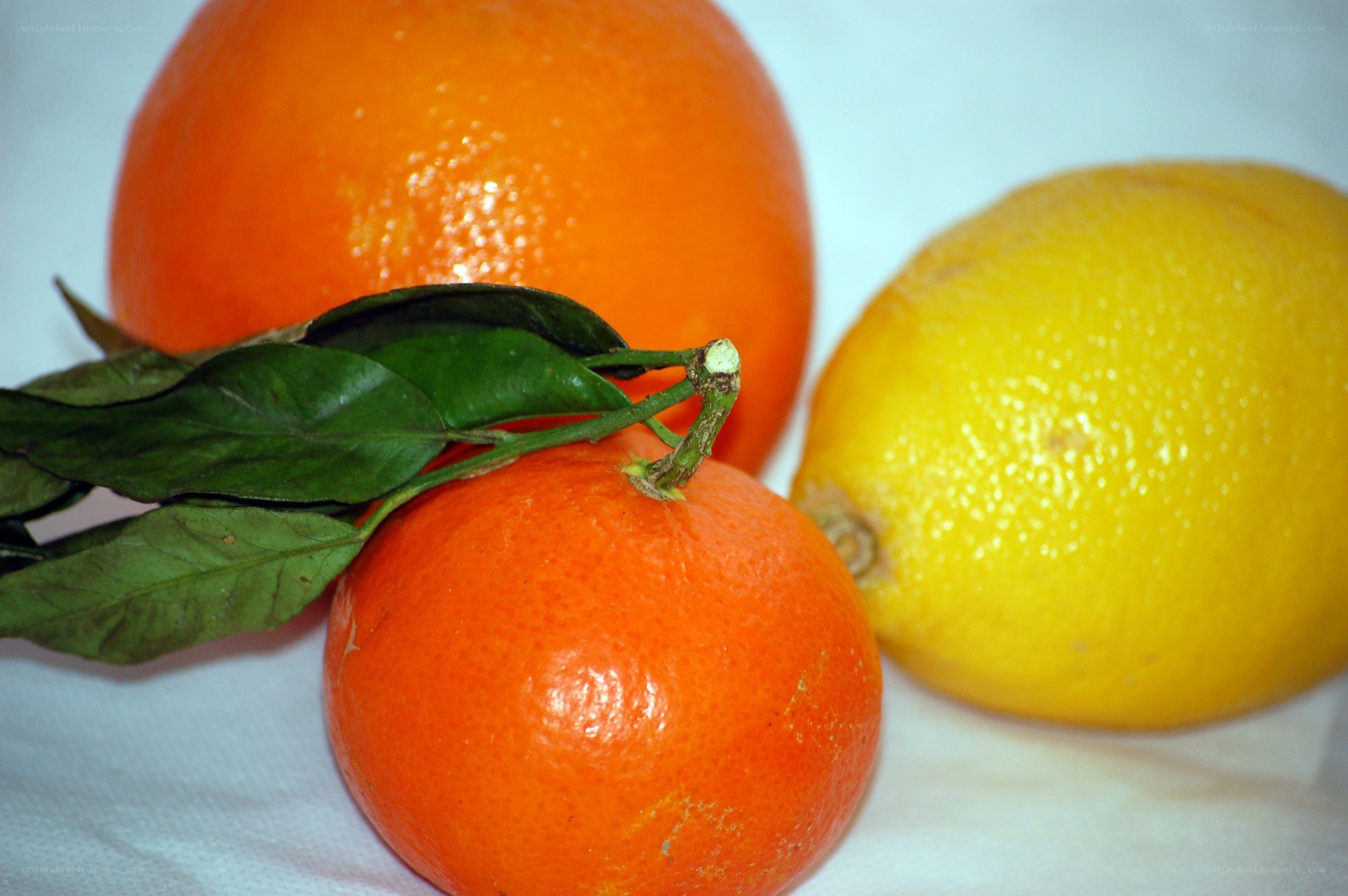 oranges and a lemon