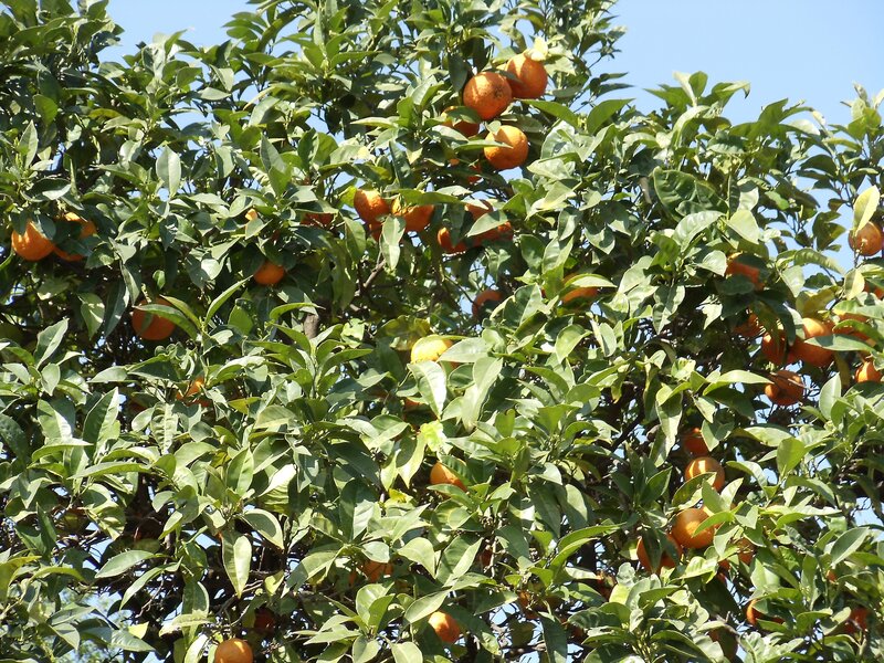 Oranges growing on a tree