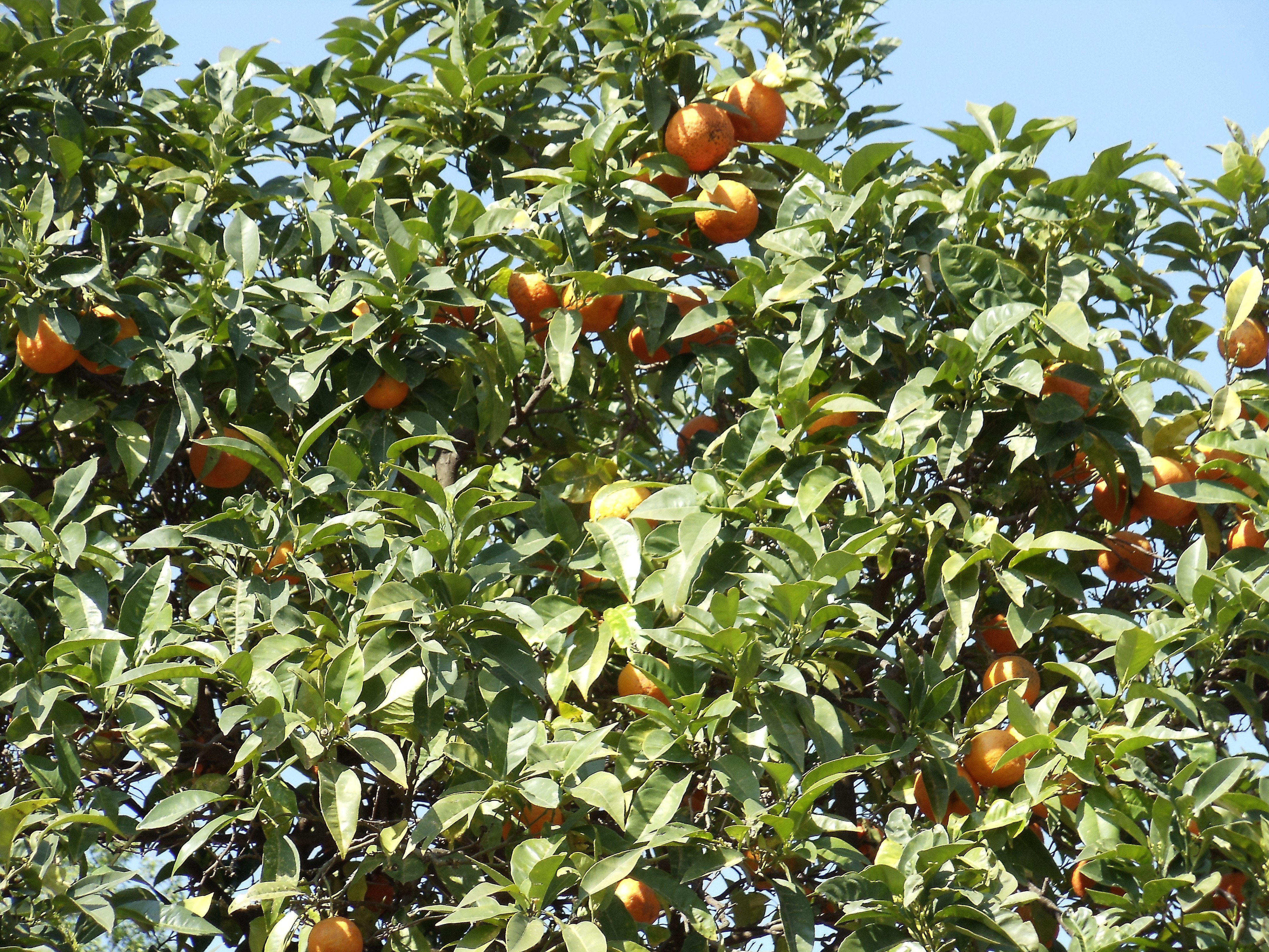 Oranges growing on a tree