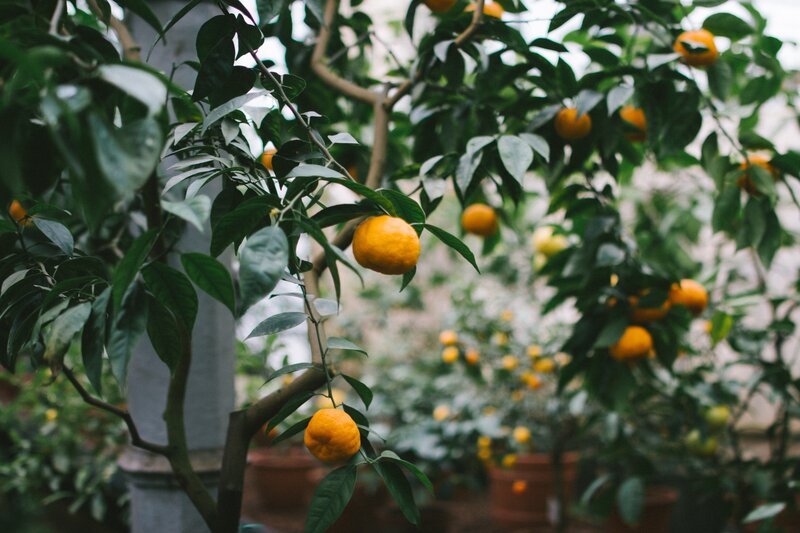 Oranges growing on a tree