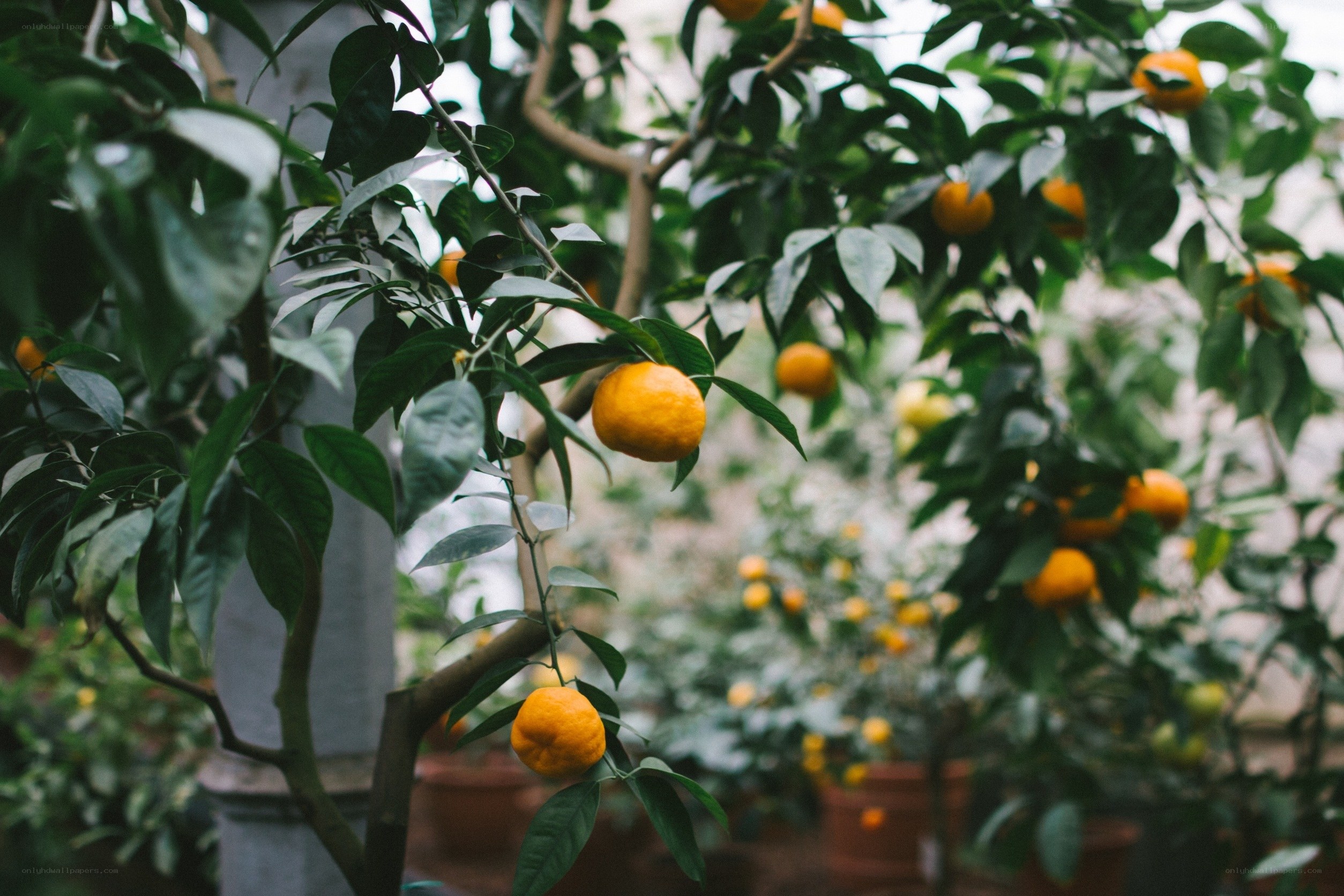 Oranges growing on a tree