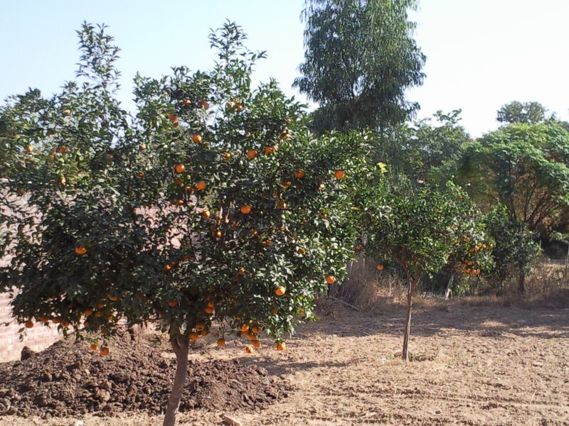 Oranges growing on trees