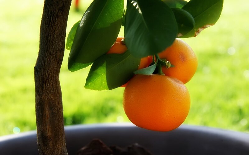 Oranges on a potted tree