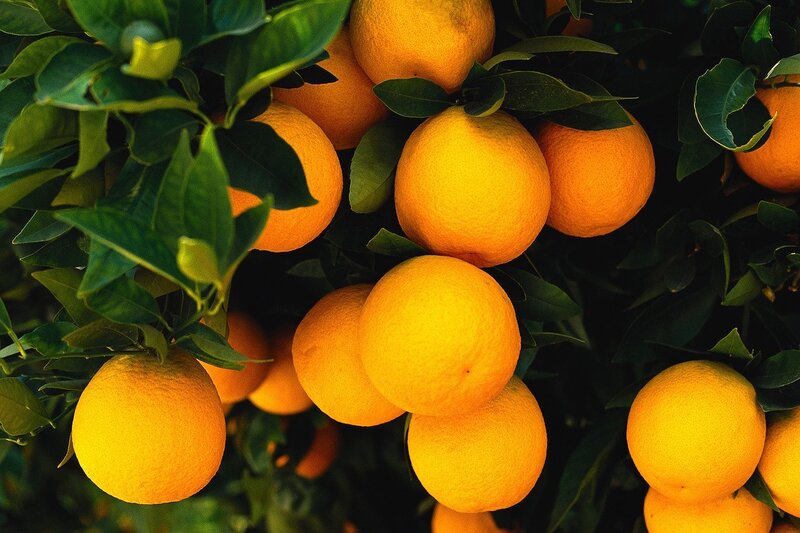 Oranges on a tree
