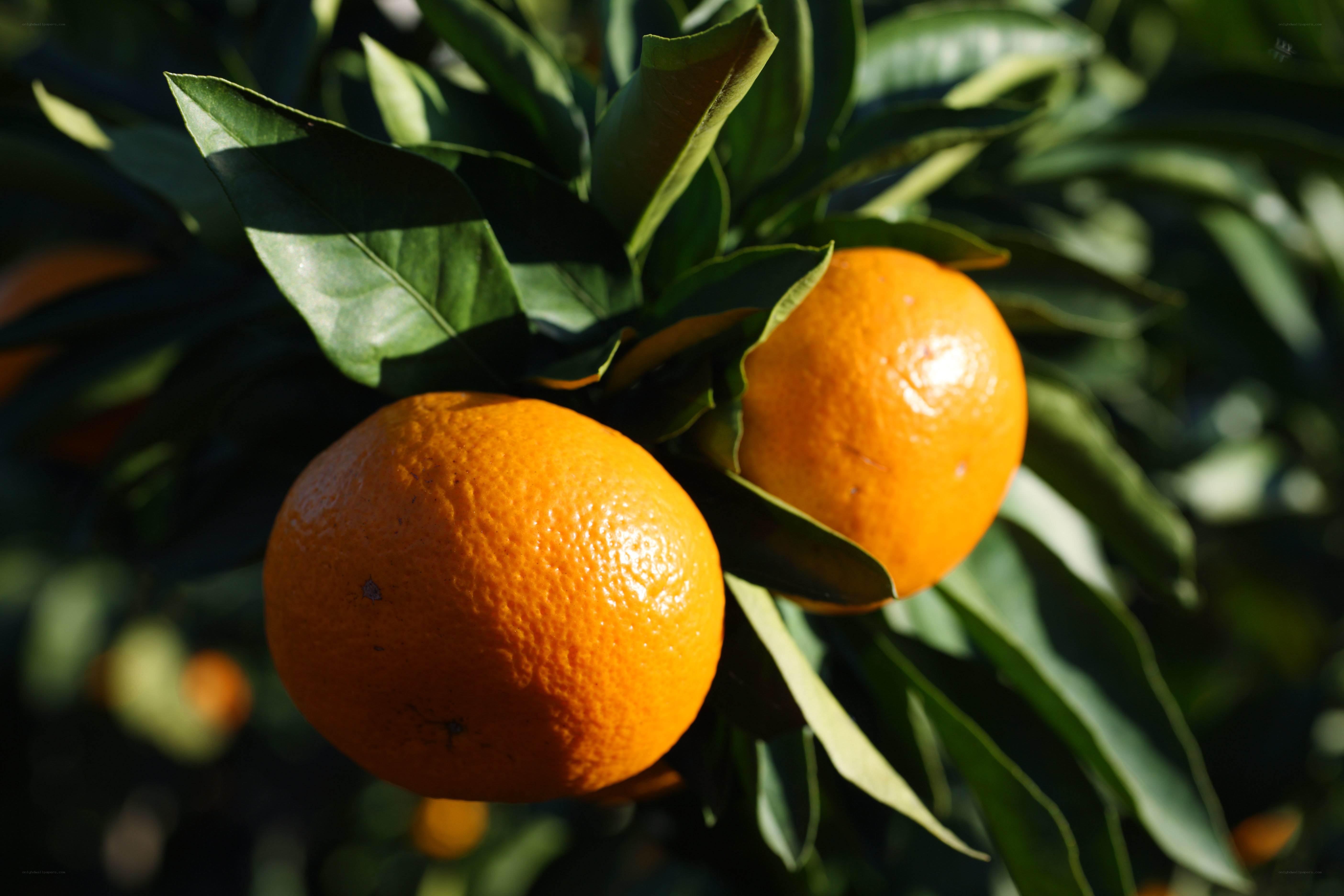 Oranges on a tree branch