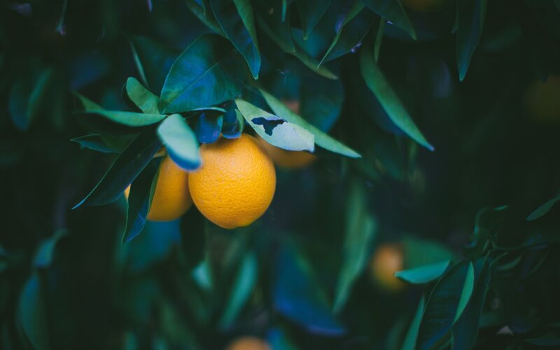 oranges on a tree branch