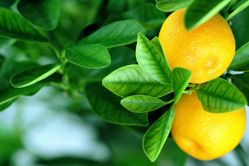 Oranges on a Tree — Green, Natural, Afternoon, Photograph
