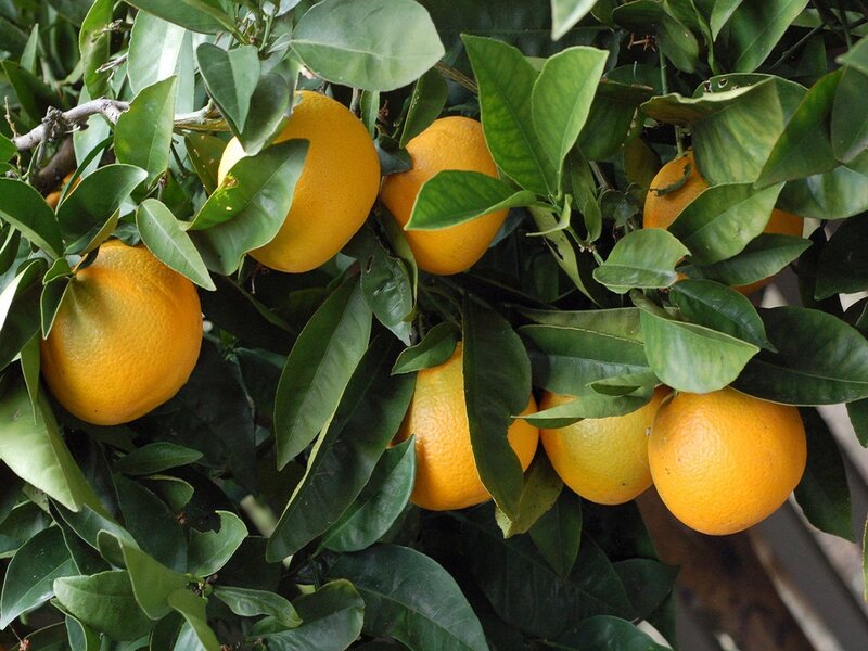 Oranges on a Tree — Green, Natural, Afternoon