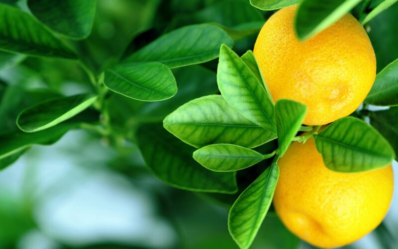 Oranges on a Tree — Green, Natural, Photograph