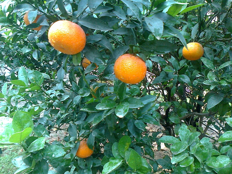 Oranges on a Tree — Green, Natural