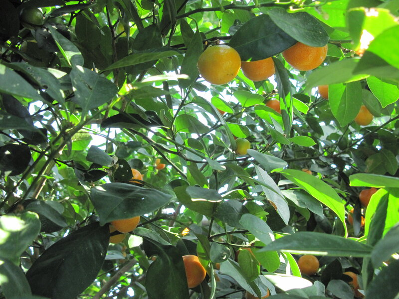 Oranges on a Tree — Green, Serene