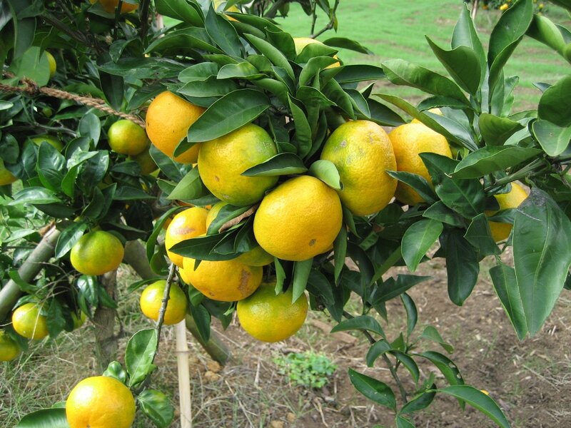 Oranges on a Tree — Green