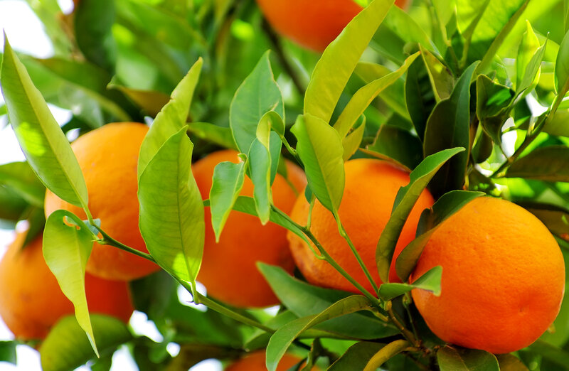 Oranges on a Tree — Orange, Bright, Afternoon, Photograph, Leaves, Fruit