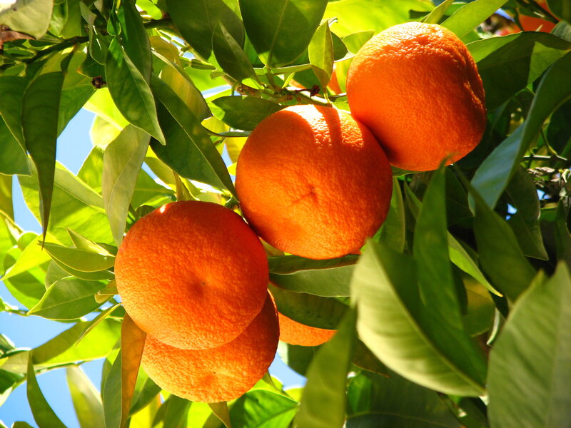 Oranges on a Tree — Orange, Bright, Afternoon, Photograph