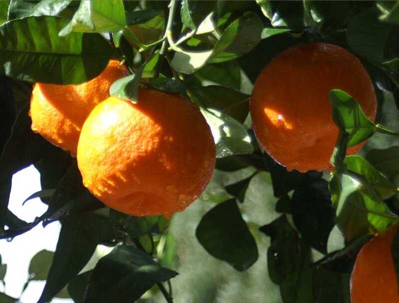 Oranges on a Tree — Orange, Bright, Afternoon