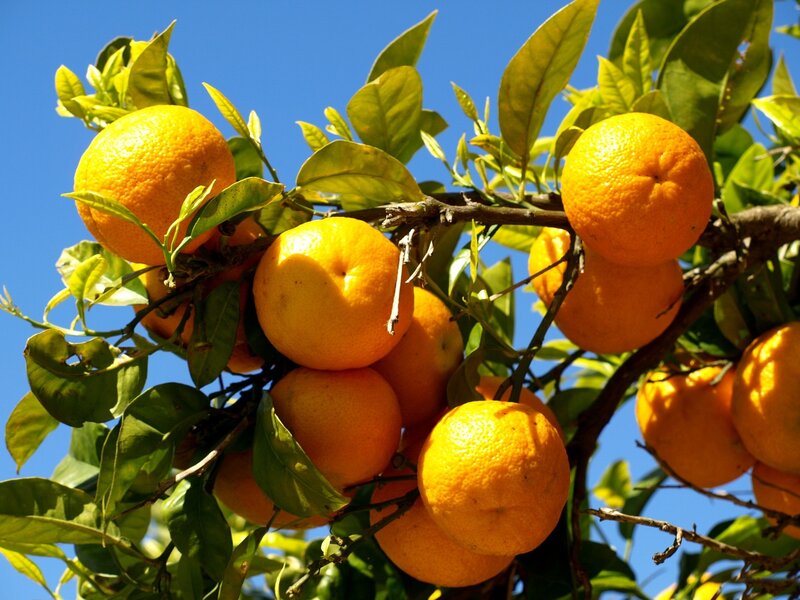 Oranges on a Tree — Orange, Bright